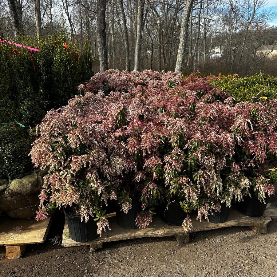 Pieris japonica Dorothy Wycoff
