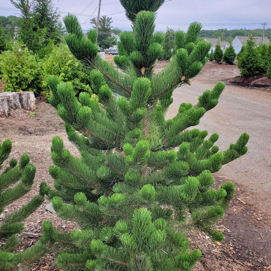 Pinus nigra Oregon Green