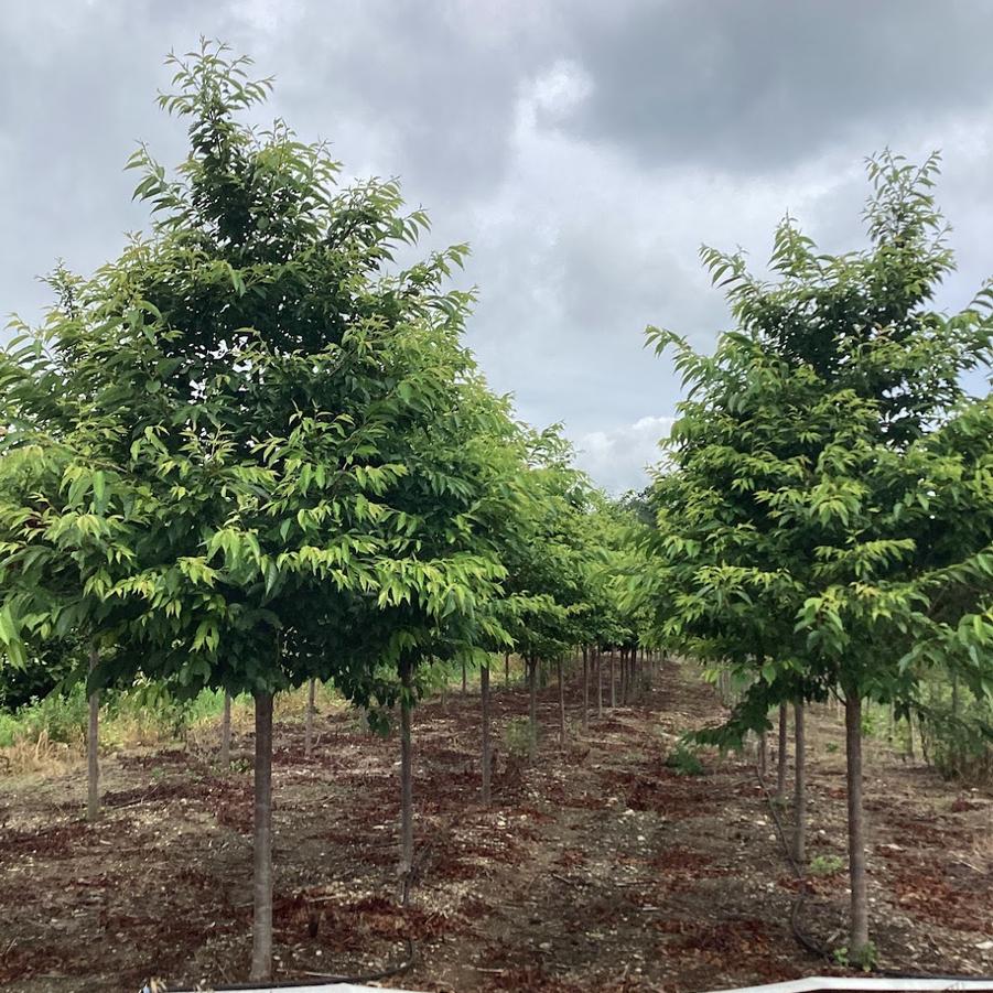 Prunus x yedoensis Akebono