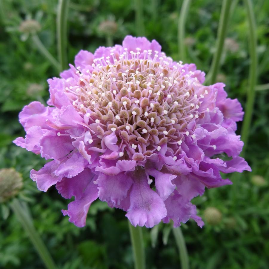 Scabiosa columbaria Pink Mist