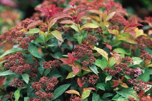 Spiraea x bumalda Goldflame