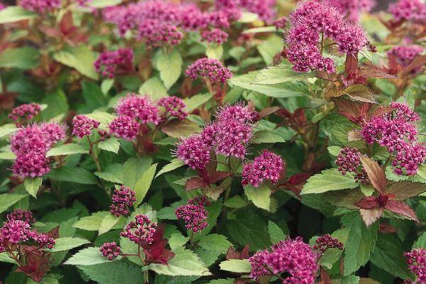 Spiraea japonica Magic Carpet