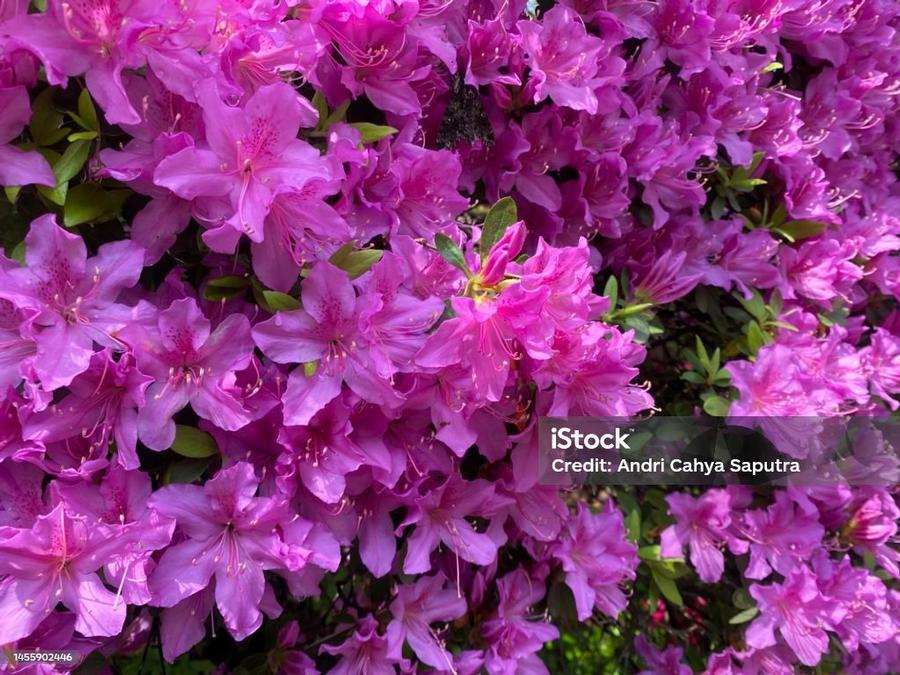 Azalea Purple Splendor