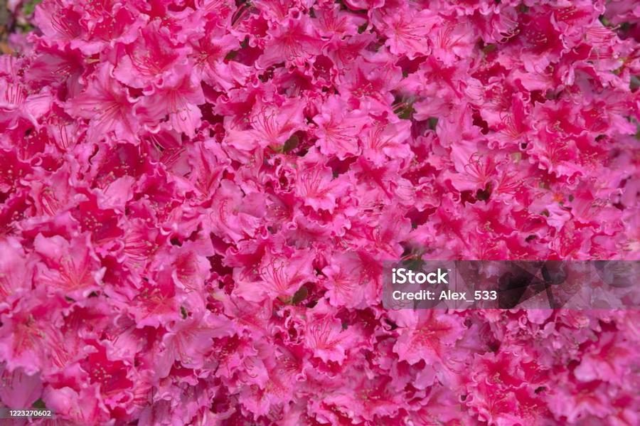 Azalea Karume hybrid Blaauw's Pink