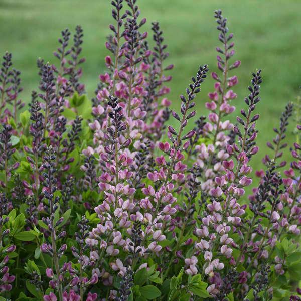 Baptisia Decadence® Deluxe Pink Truffles