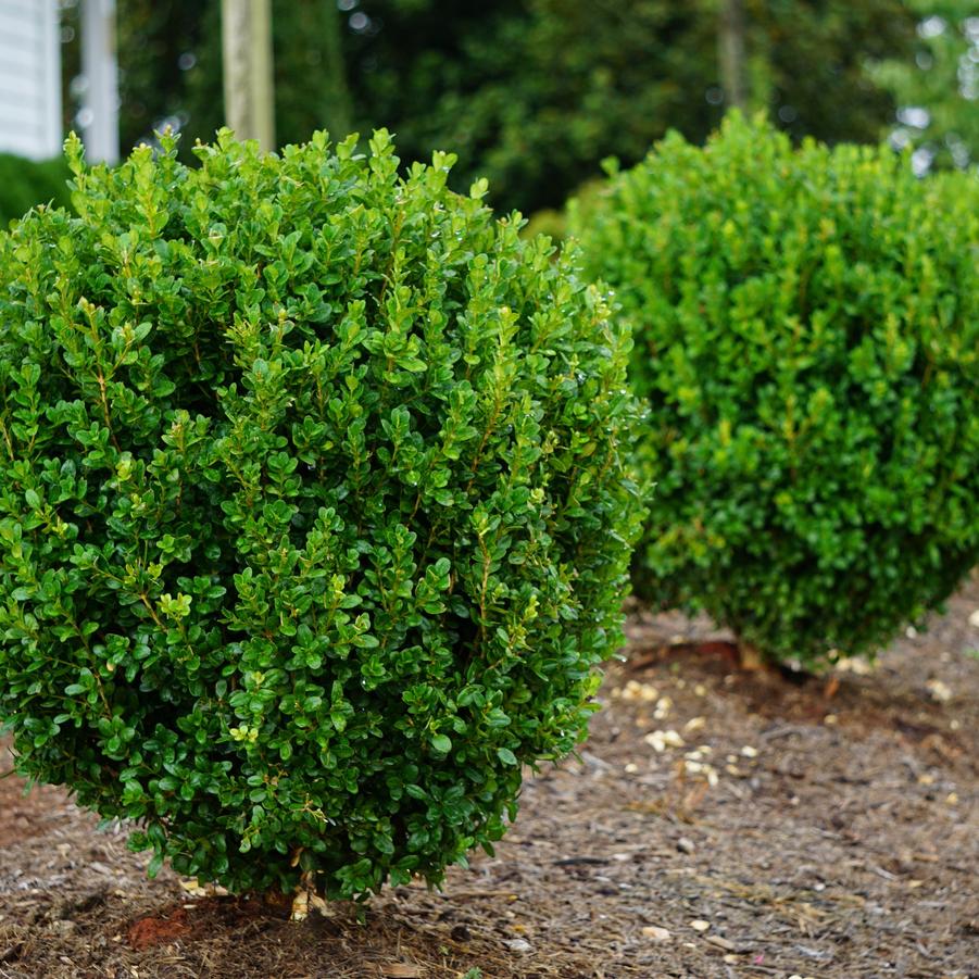 Buxus NewGen Freedom&reg;