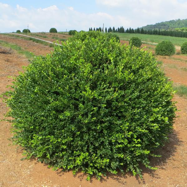 Buxus microphylla var. japonica Wintergreen