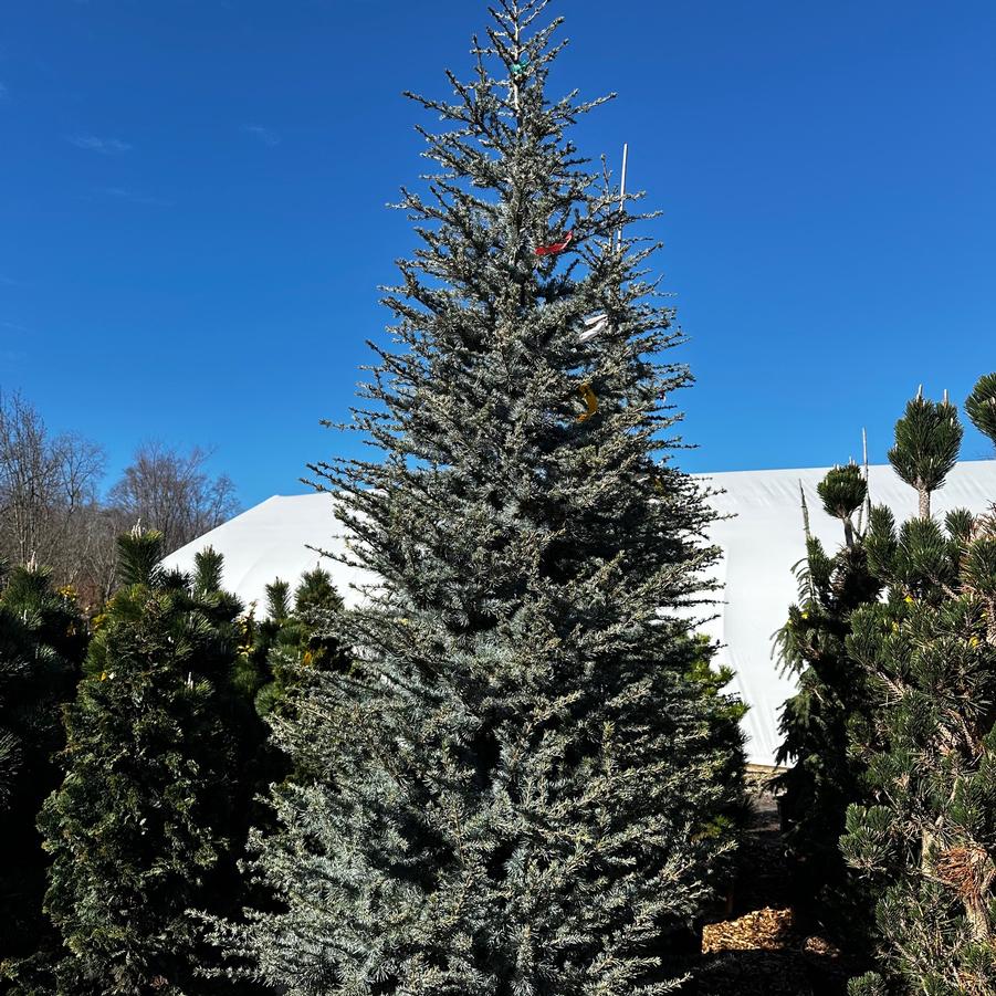 Cedrus atlantica Horstman