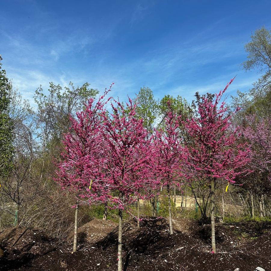 Cercis canadensis Appalachian Red