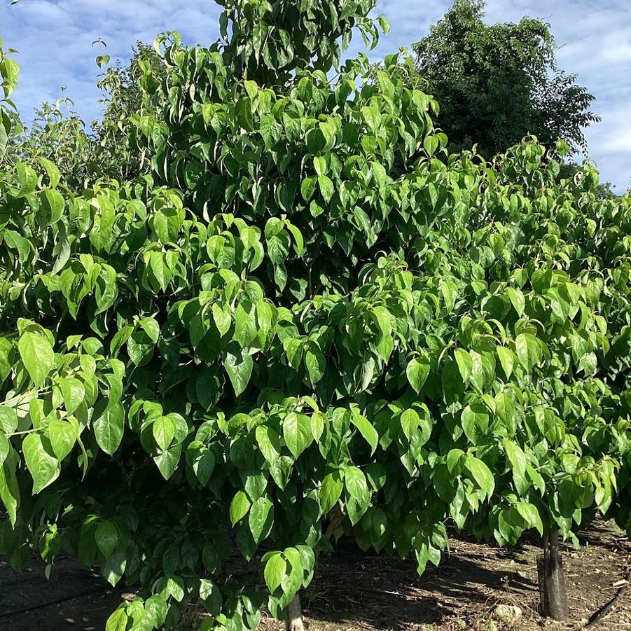 Cornus florida Appalachian Snow
