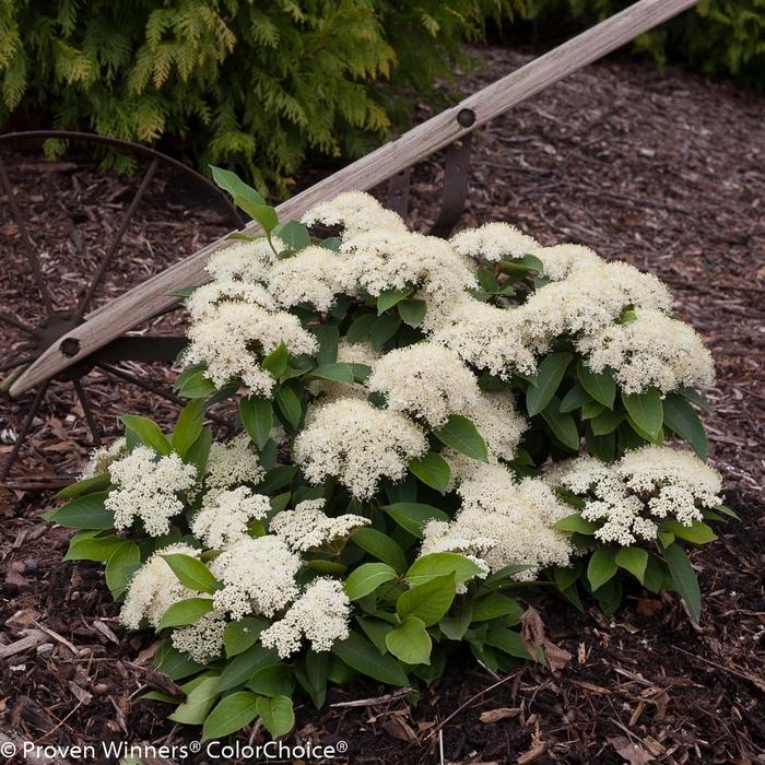 Viburnum cassinoides Lil' Ditty®
