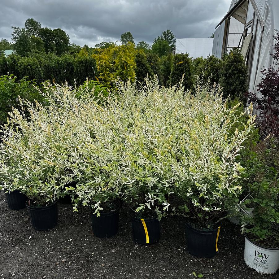 Salix integra Hakuro-Nishiki