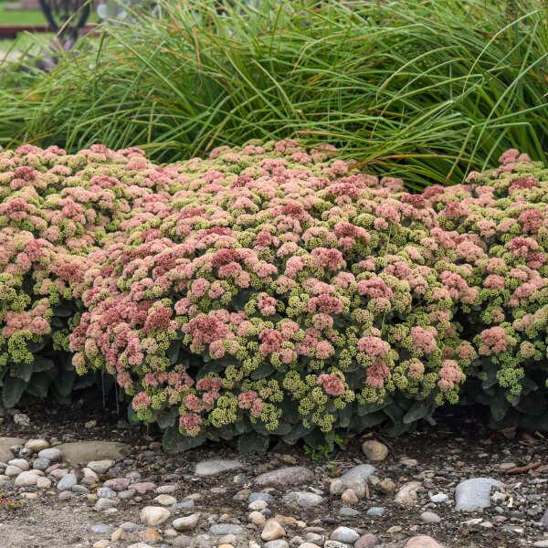 Sedum Rock 'N Grow® Coraljade