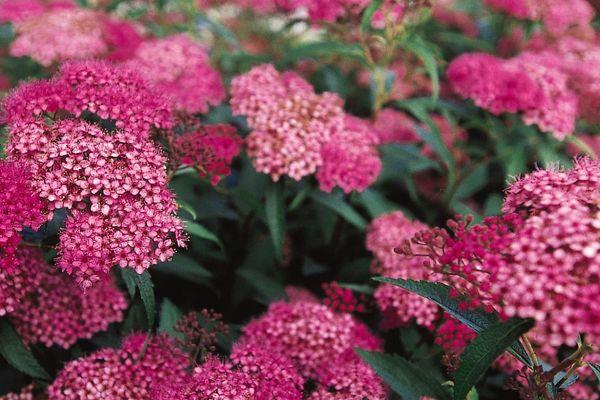 Spiraea x bumalda Anthony Waterer