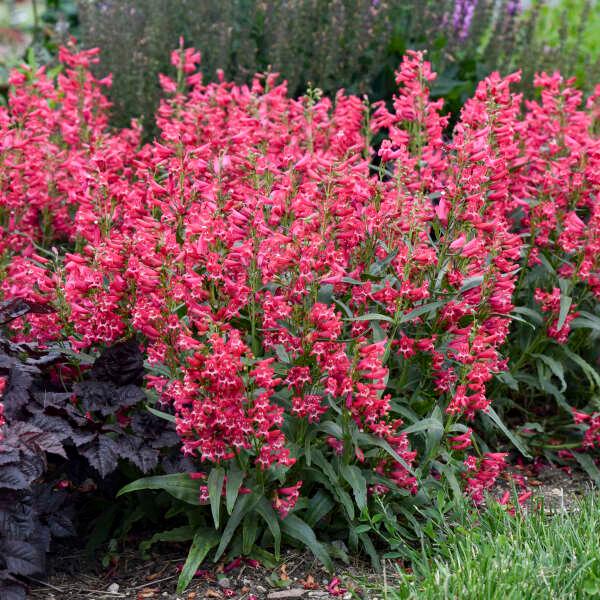 Penstemon barbatus Bejeweled™ Rose Rhinestones
