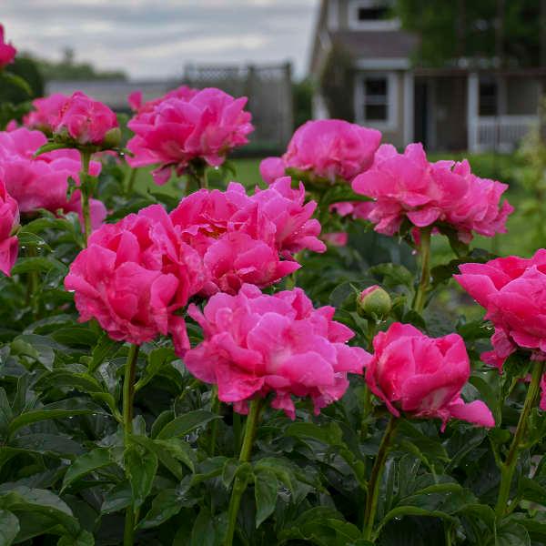 Paeonia Paula Fay