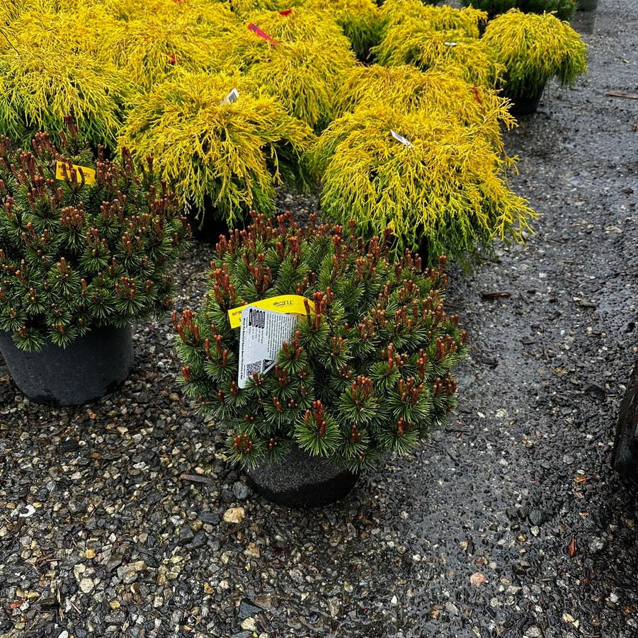 Pinus mugo Slowmound