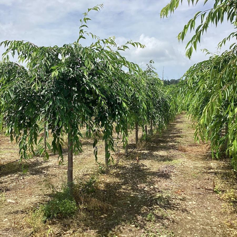 From Our Fields at Canterbury Tree Farm