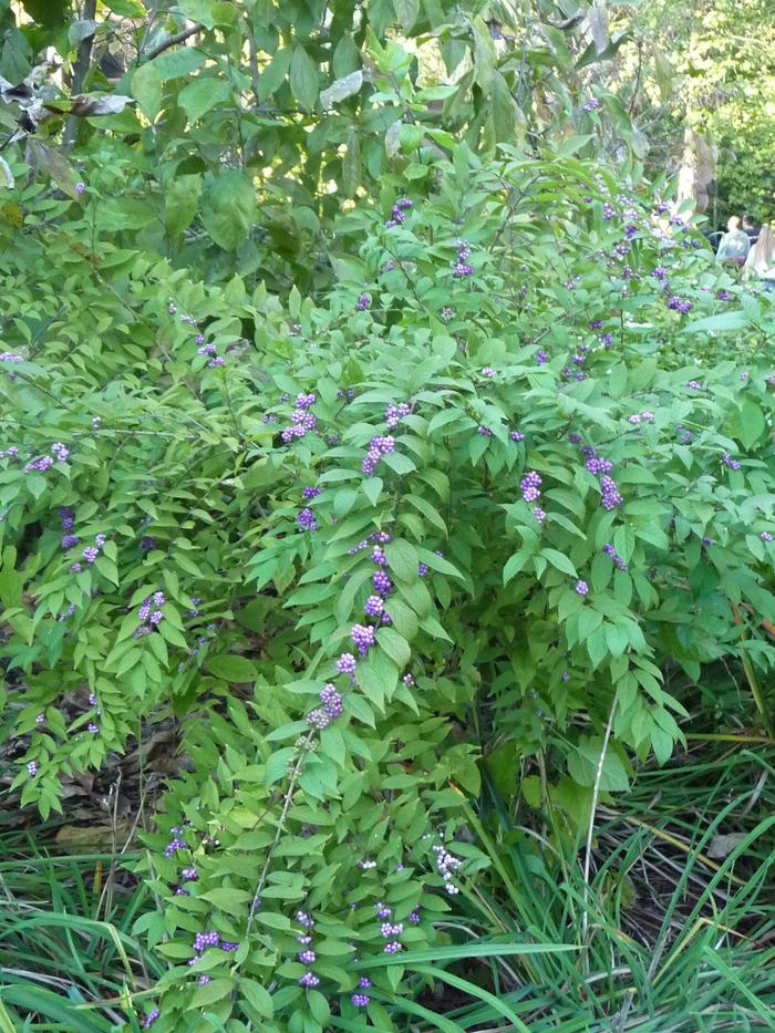 Callicarpa dichotoma 