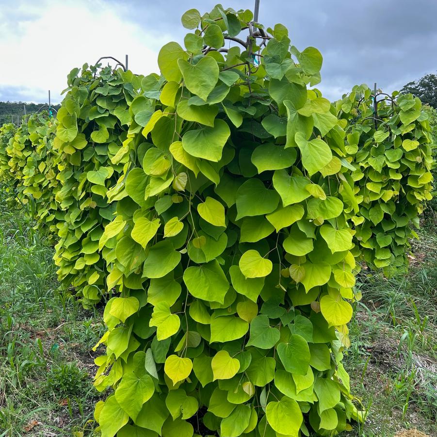 From Our Fields at Canterbury Tree Farm