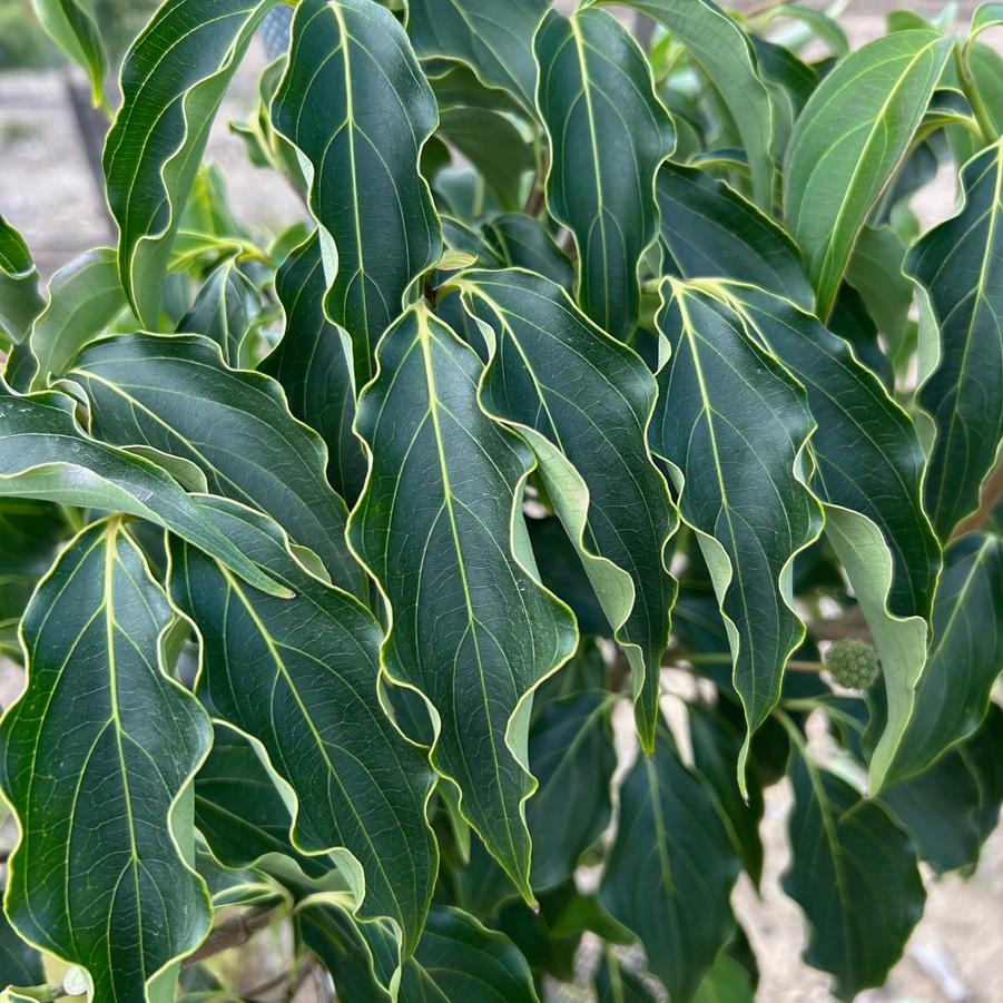 From our Fields at Canterbury Tree Farm