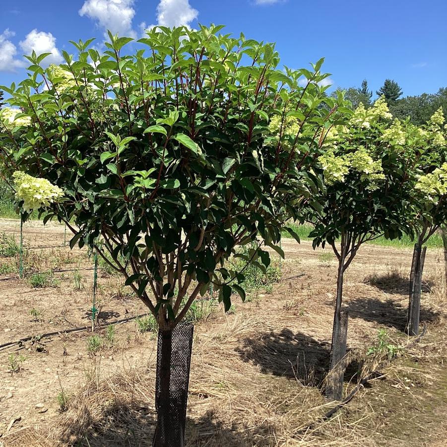 Tree Form In Production at Canterbury Tree Farm