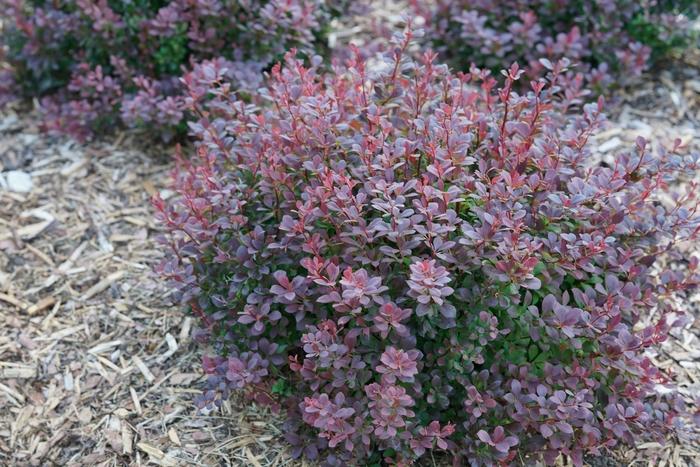 Berberis thunbergii Sunjoy Todo&reg;