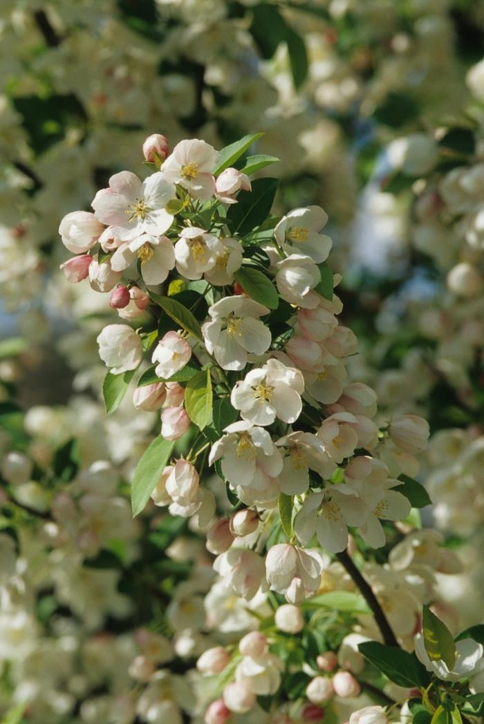 Malus x zumi var. calocarpa 