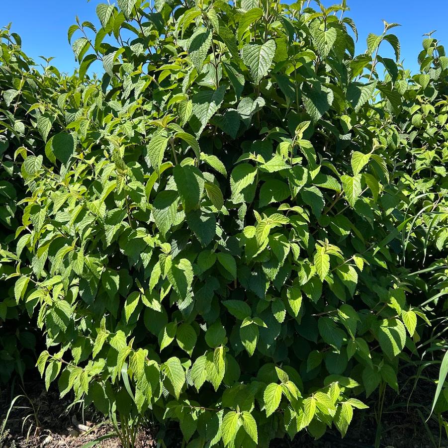 In Production at Canterbury Tree Farm
