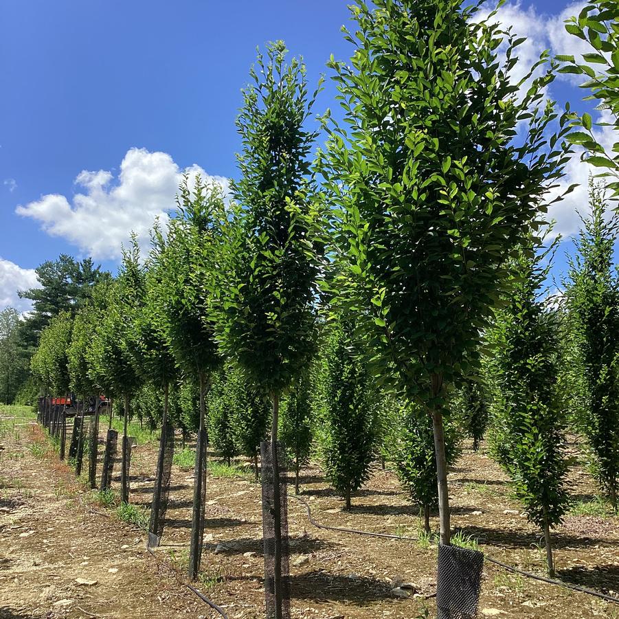 High Branched From Our Fields at Canterbury Tree Farm
