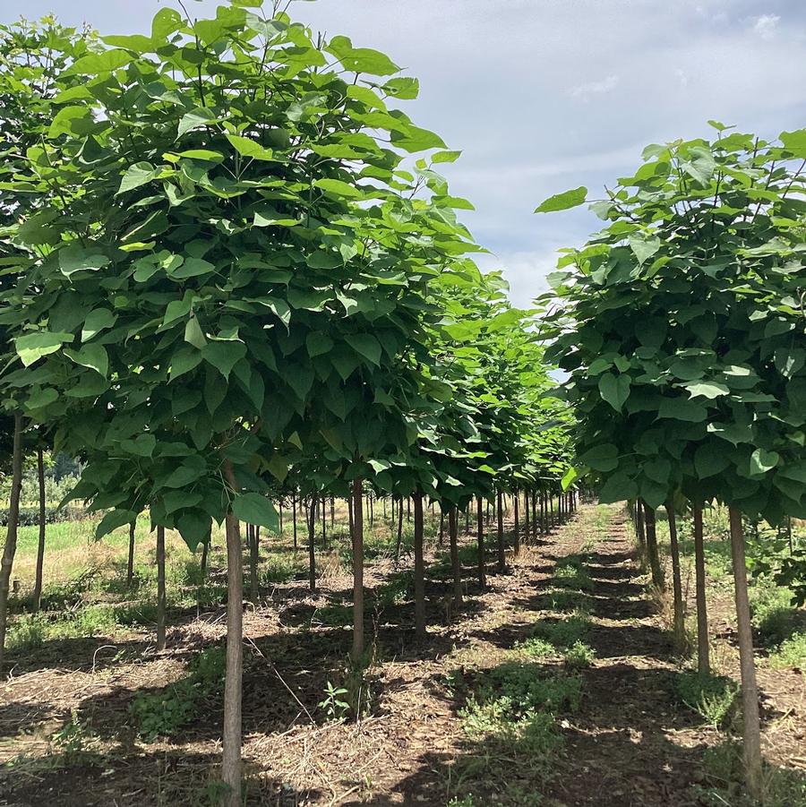 From Our Fields at Canterbury Tree Farm