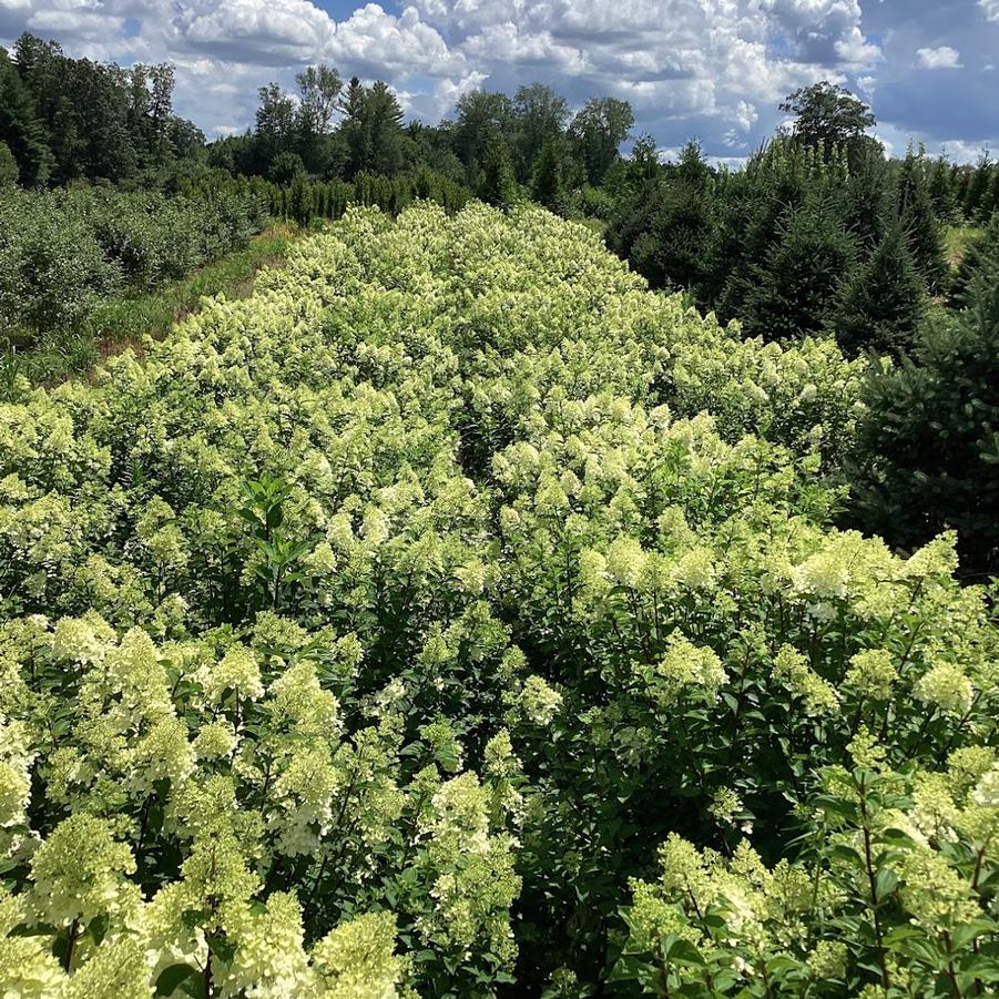 In Production at Canterbury Tree Farm