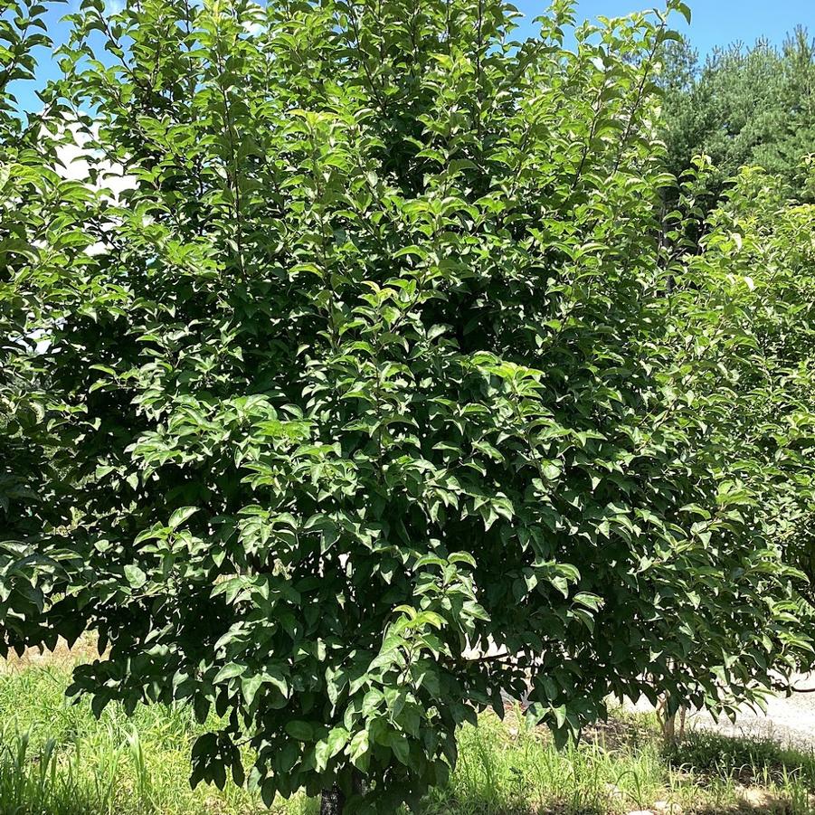 From Our Fields at Canterbury Tree Farm