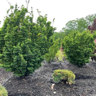 Acer palmatum Shishigashira