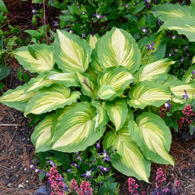 Hosta Shadowland® Love Story