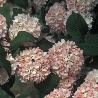 Viburnum plicatum f. plicatum Kern's Pink