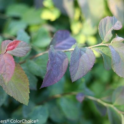 Spiraea media Double Play® Blue Kazoo®