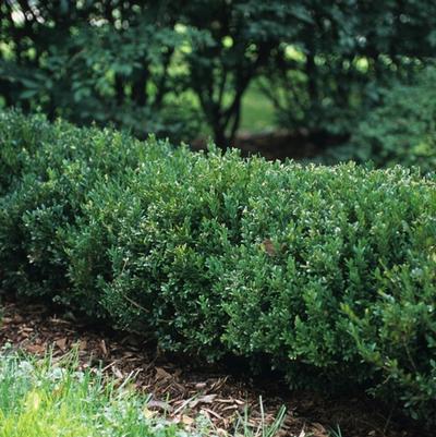 Buxus Northern Charm&trade;