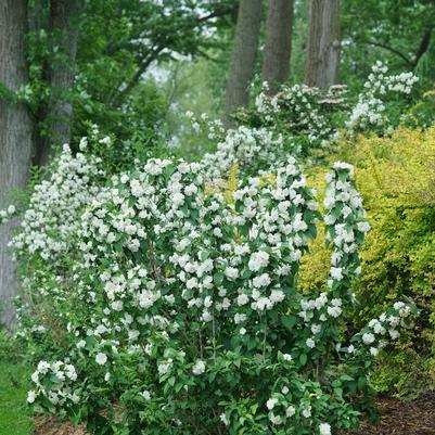 Philadelphus coronarius Illuminati Spice®