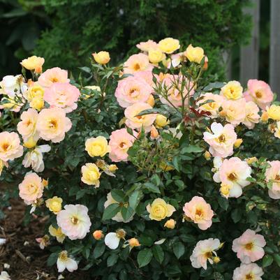 Rosa Oso Easy Italian Ice®