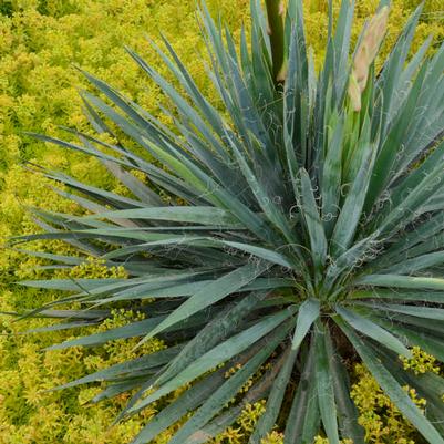 Yucca filamentosa Excalibur