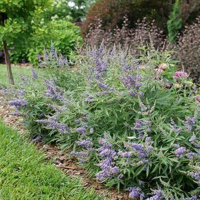 Vitex agnus-castus Rock Steady®