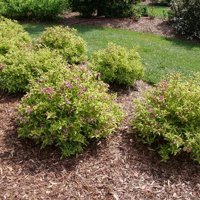 Weigela florida Bubbly Wine®