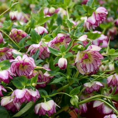 Helleborus Wedding Party® Blushing Bride