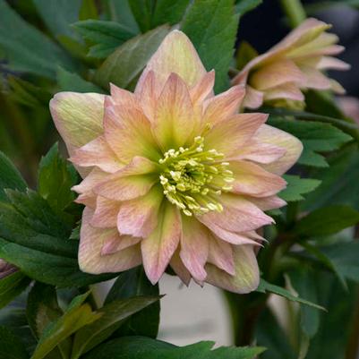 Helleborus Wedding Party® Mother of the Bride