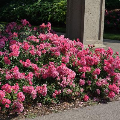 Rosa Oso Easy Double Pink®