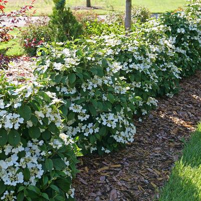 Viburnum plicatum var. tomentosum Steady Eddy®