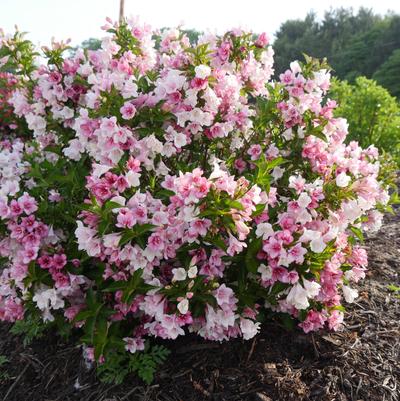 Weigela florida Czechmark Trilogy®