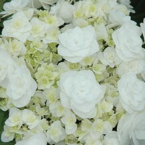 Hydrangea macrophylla Wedding Gown&trade;