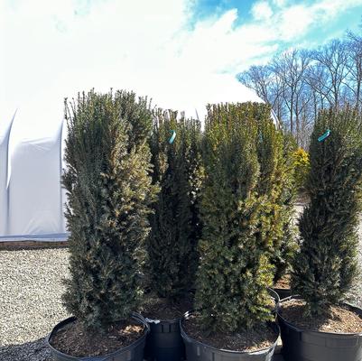 Taxus x media H. M. Eddie